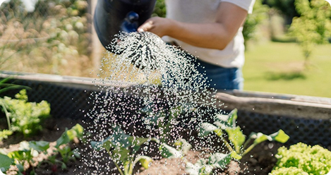 Person watering green plants in a garden bed with a watering can.