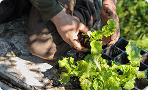 Hands planting lettuce seedlings in a garden bed next to seedling trays.
